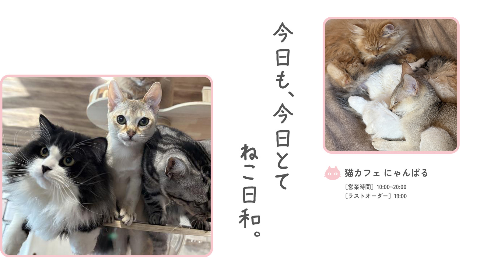 今日も、今日とてねこ日和。