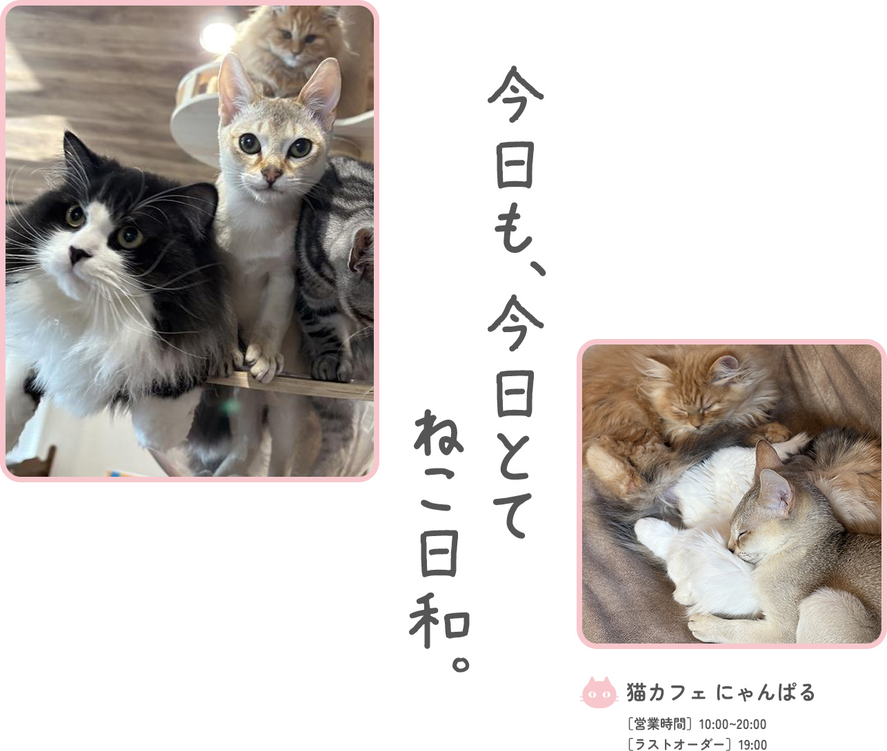今日も今日とてねこ日和。
