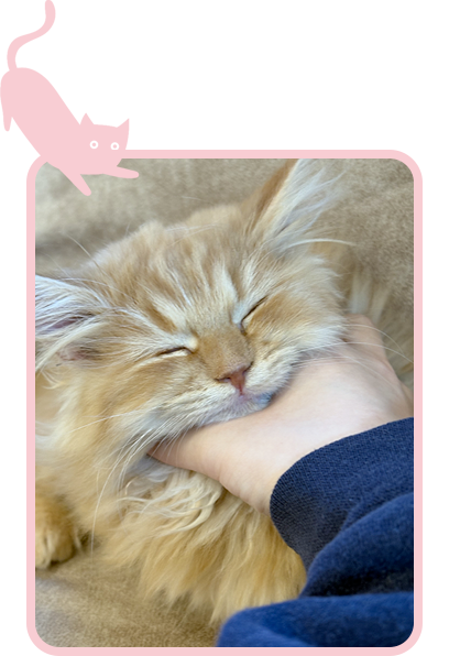 猫との至高の触れ合い